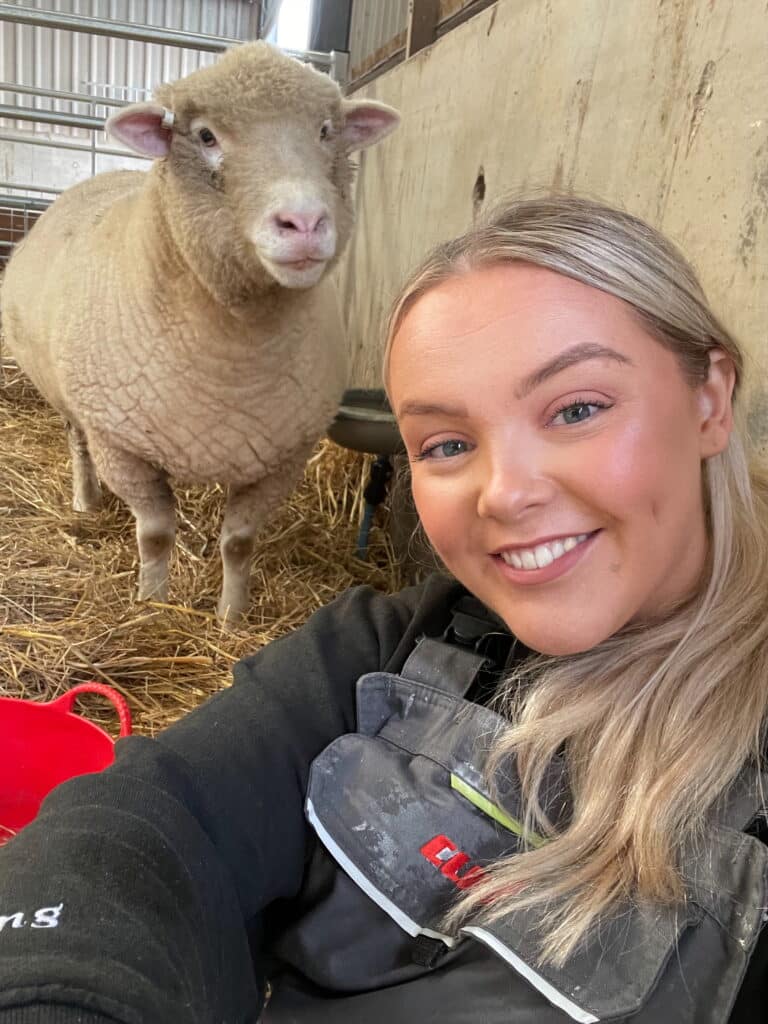 Person in farm clothing takes a selfie with sheep in straw-filled barn with wooden walls.