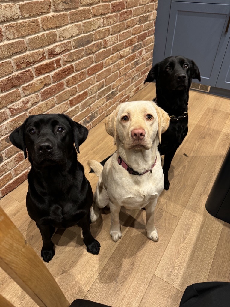 Three dogs, two black, one yellow, sit on wooden floor, with brick wall and blue cabinet behind.