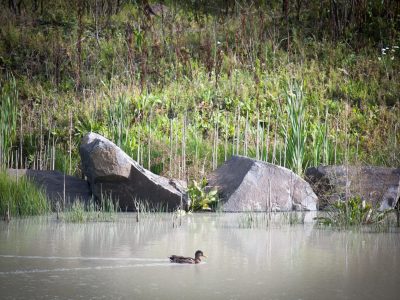Duck swims in a pond bordered by rocks, tall grasses, and dense vegetation in nature.