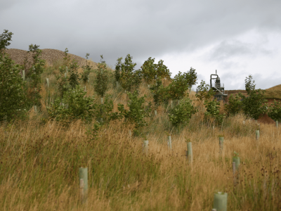 Hillside with young trees in protective tubes, tall grass, cloudy sky, and industrial structure.